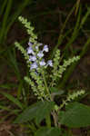 Heartleaf skullcap